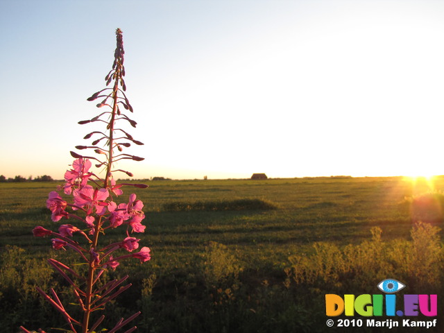 SX15046 Rosebay Willowherb (Charmerion angustifolium) at sunset